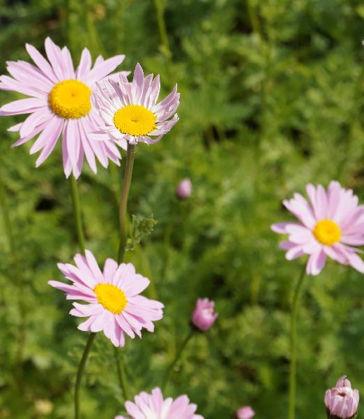 Chrysanthemum coccineum rosa
